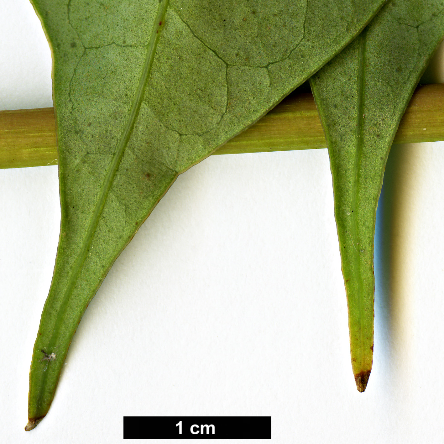 High resolution image: Family: Araliaceae - Genus: Schefflera - Taxon: shweliensis